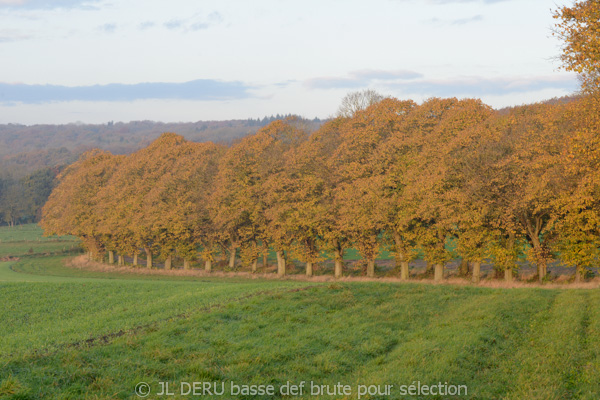 paysage automne